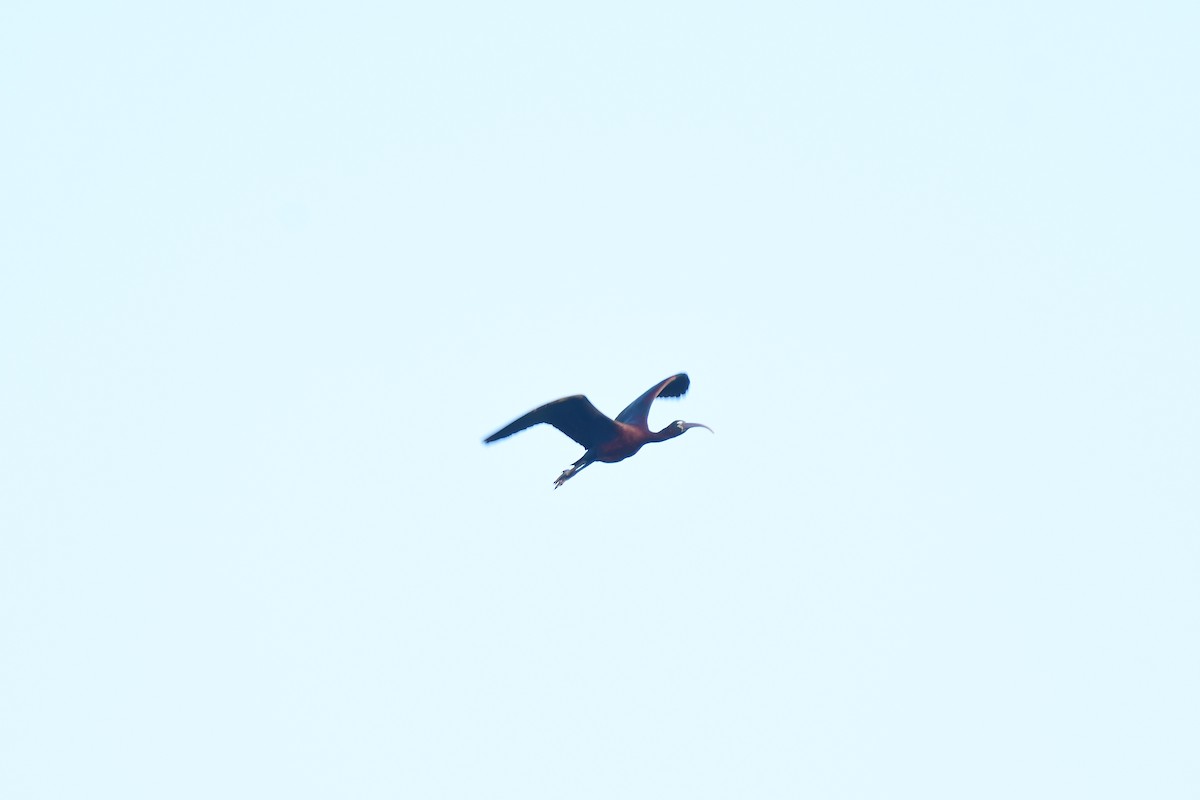 ibis hnědý/americký - ML618760432