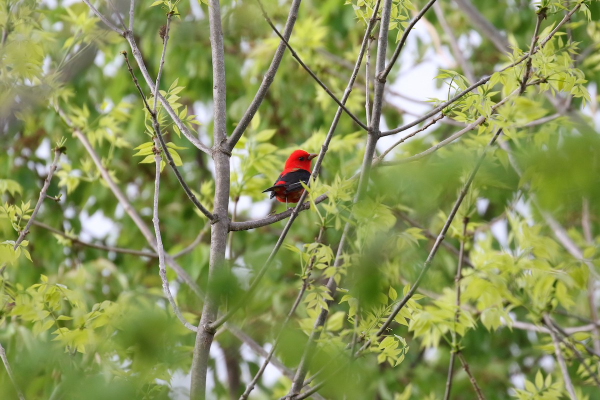 Scarlet Tanager - ML618760505