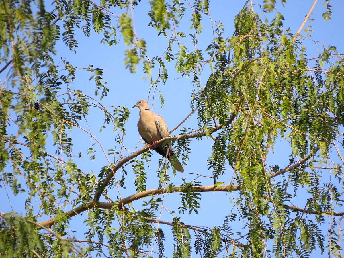 Eurasian Collared-Dove - ML618760530