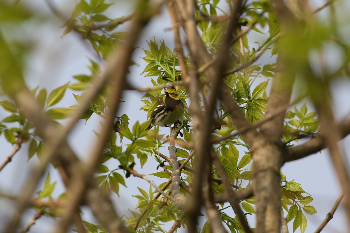 Black-throated Green Warbler - ML618760534
