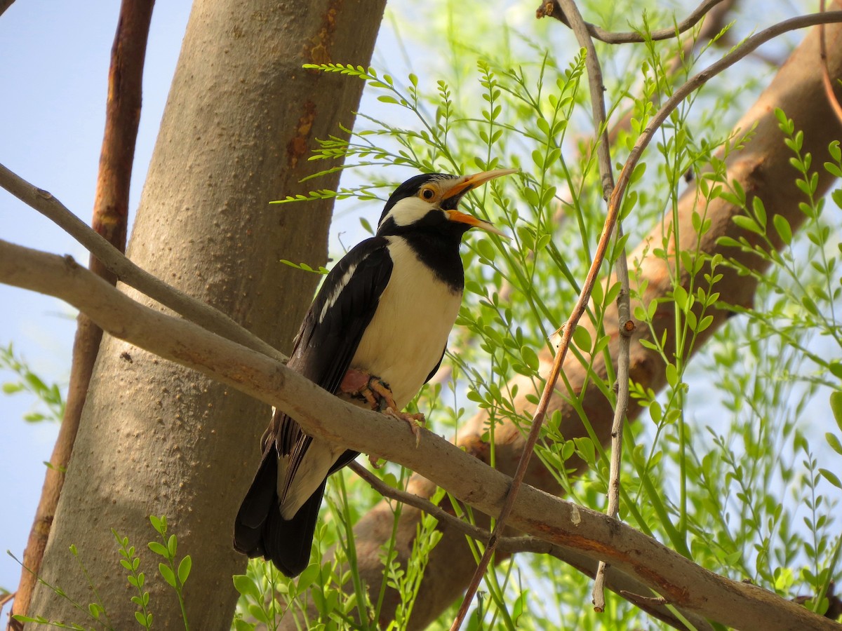 Indian Pied Starling - ML618760537