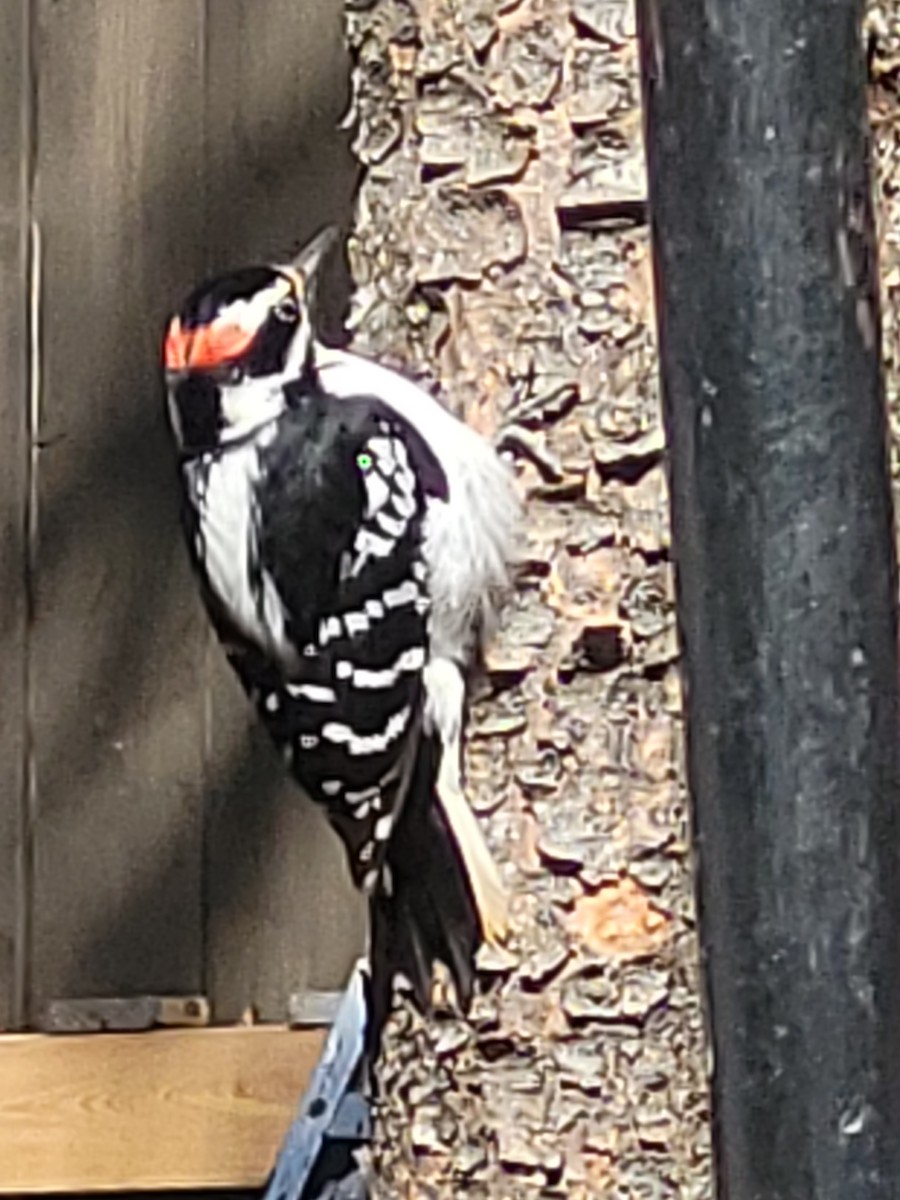 Downy Woodpecker (Eastern) - ML618760635