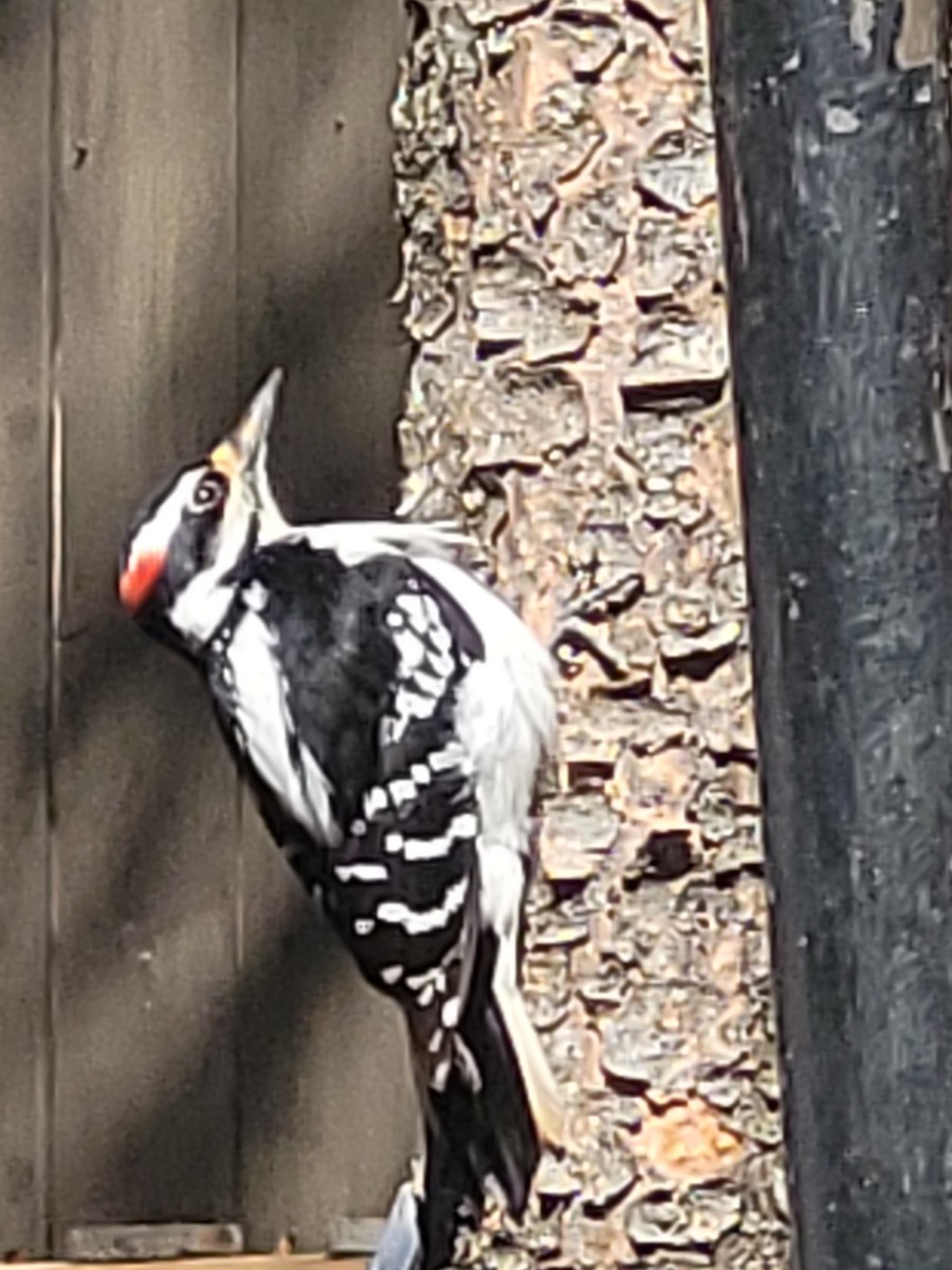 Downy Woodpecker (Eastern) - ML618760636
