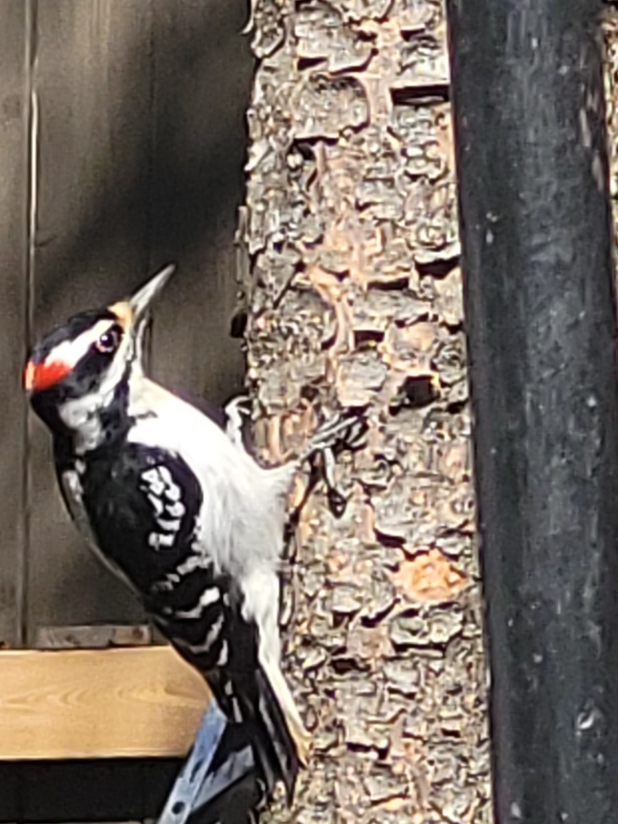 Downy Woodpecker (Eastern) - ML618760637