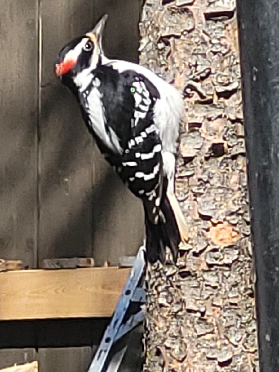 Downy Woodpecker (Eastern) - ML618760638