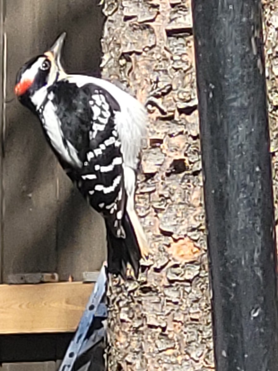 Downy Woodpecker (Eastern) - ML618760639