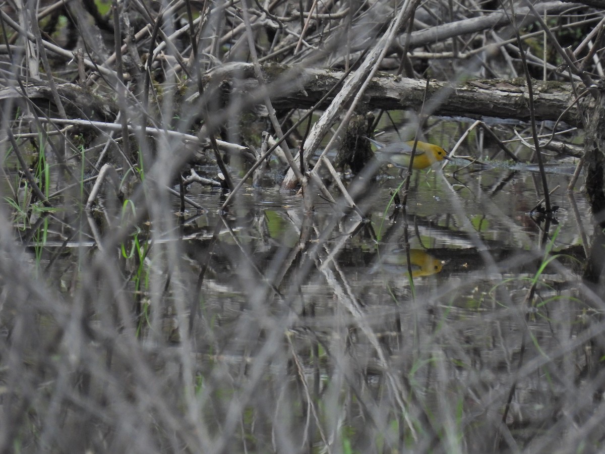 Prothonotary Warbler - ML618760654