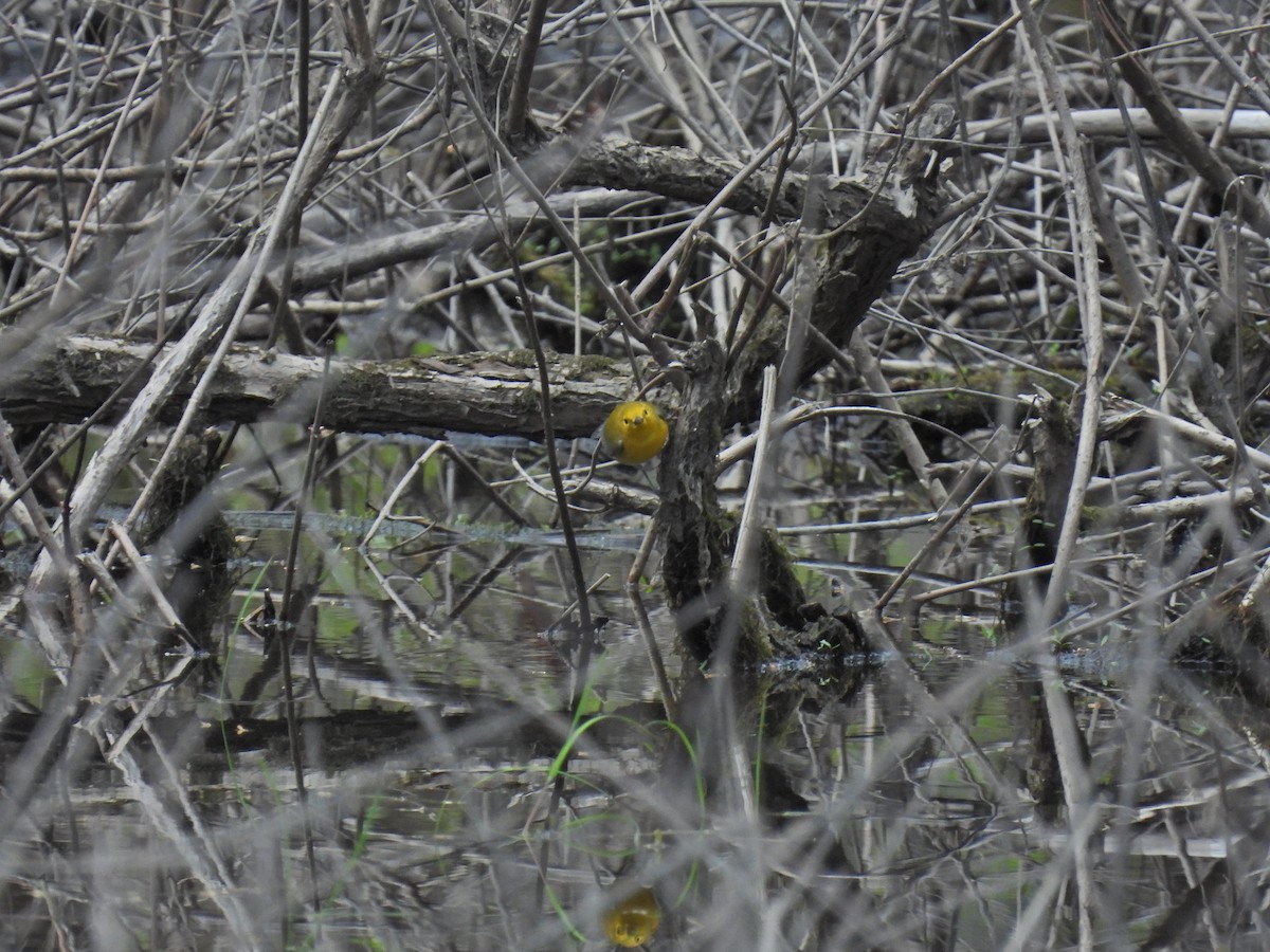 Prothonotary Warbler - ML618760655