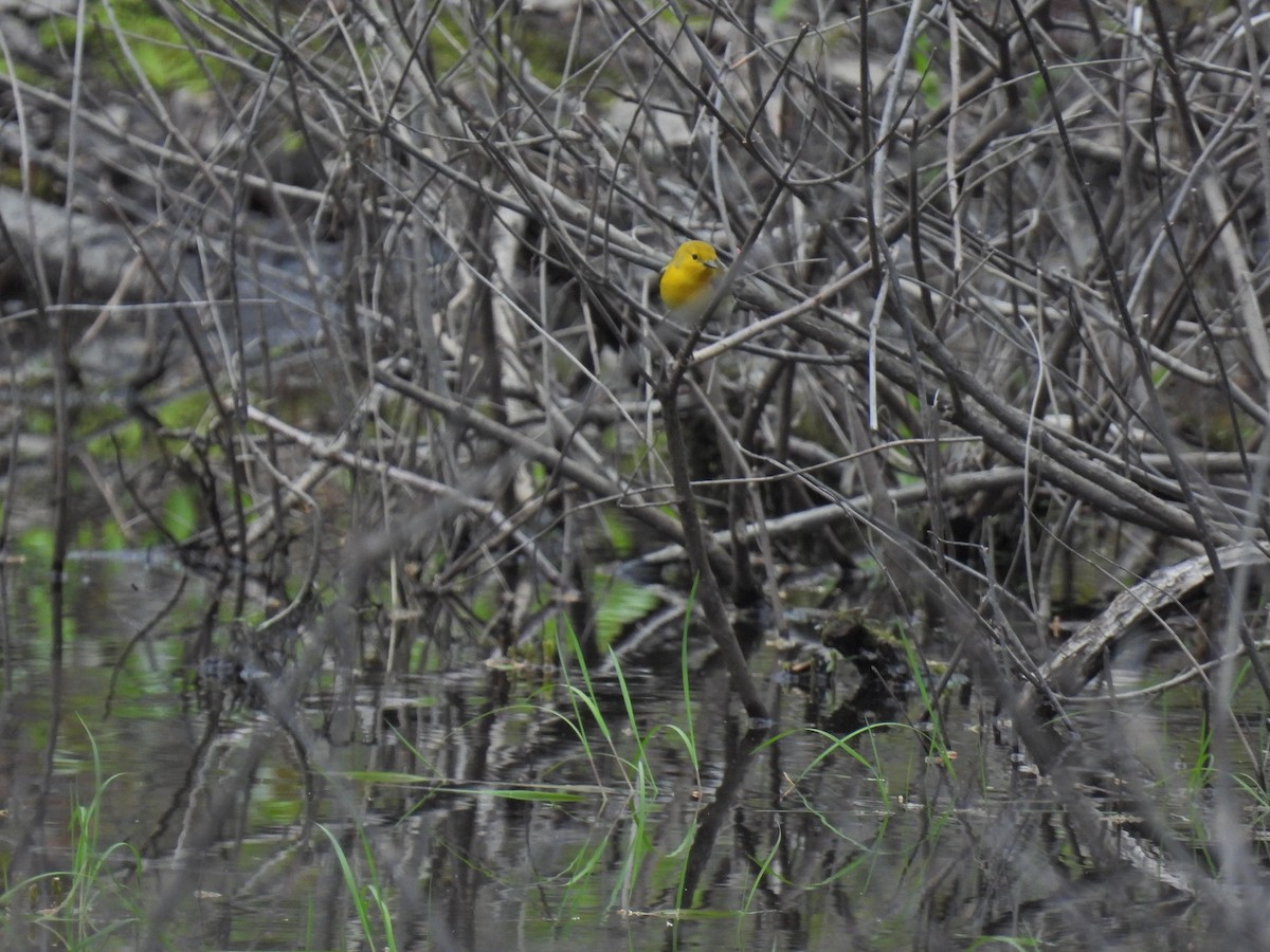 Prothonotary Warbler - ML618760656