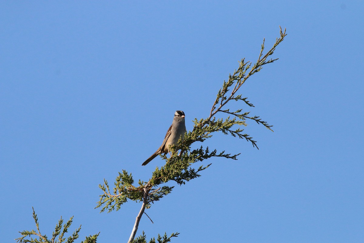 White-crowned Sparrow - ML618760680