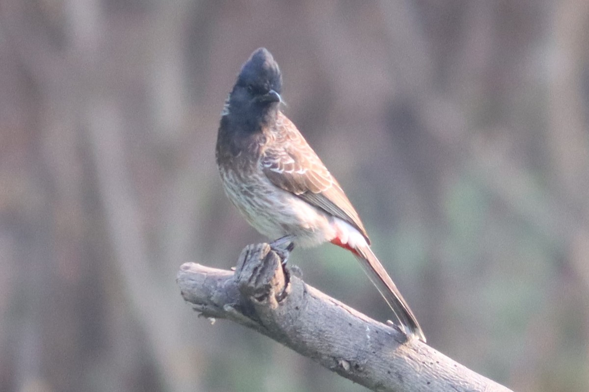 Red-vented Bulbul - ML618760682
