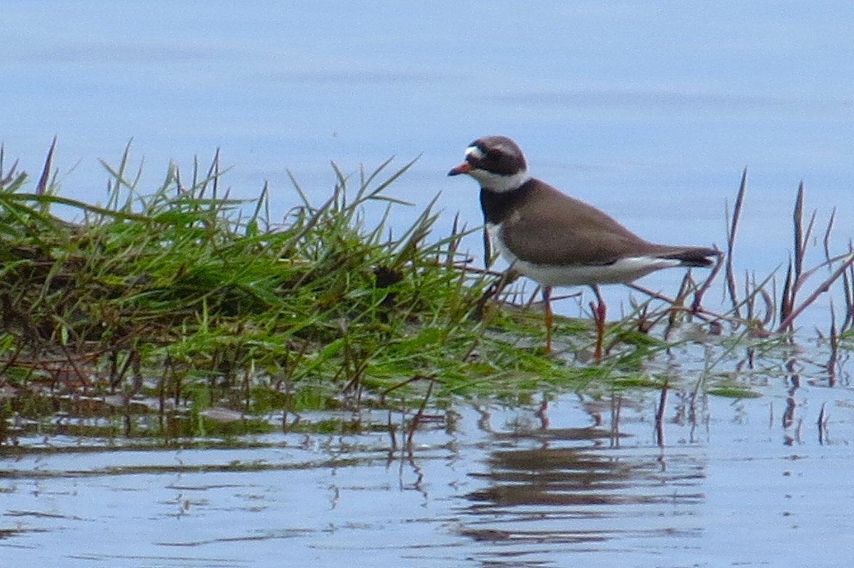 Common Ringed Plover - ML618760692