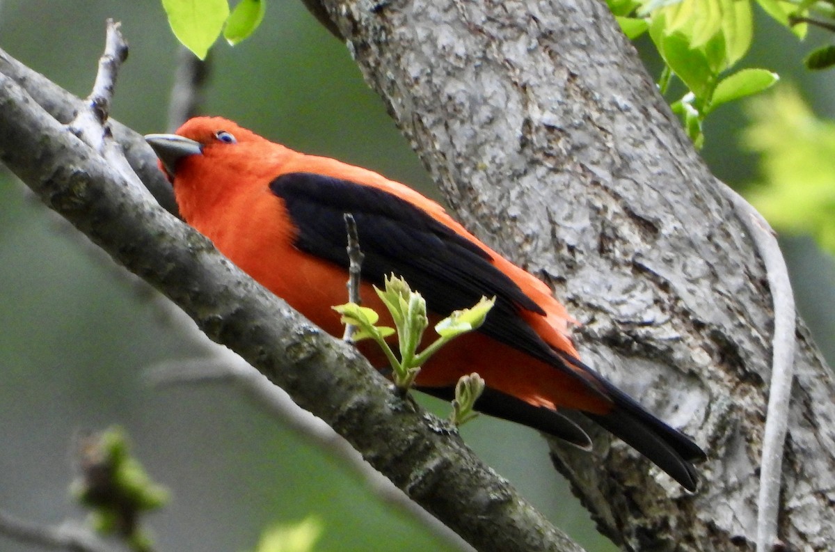 Scarlet Tanager - ML618760695
