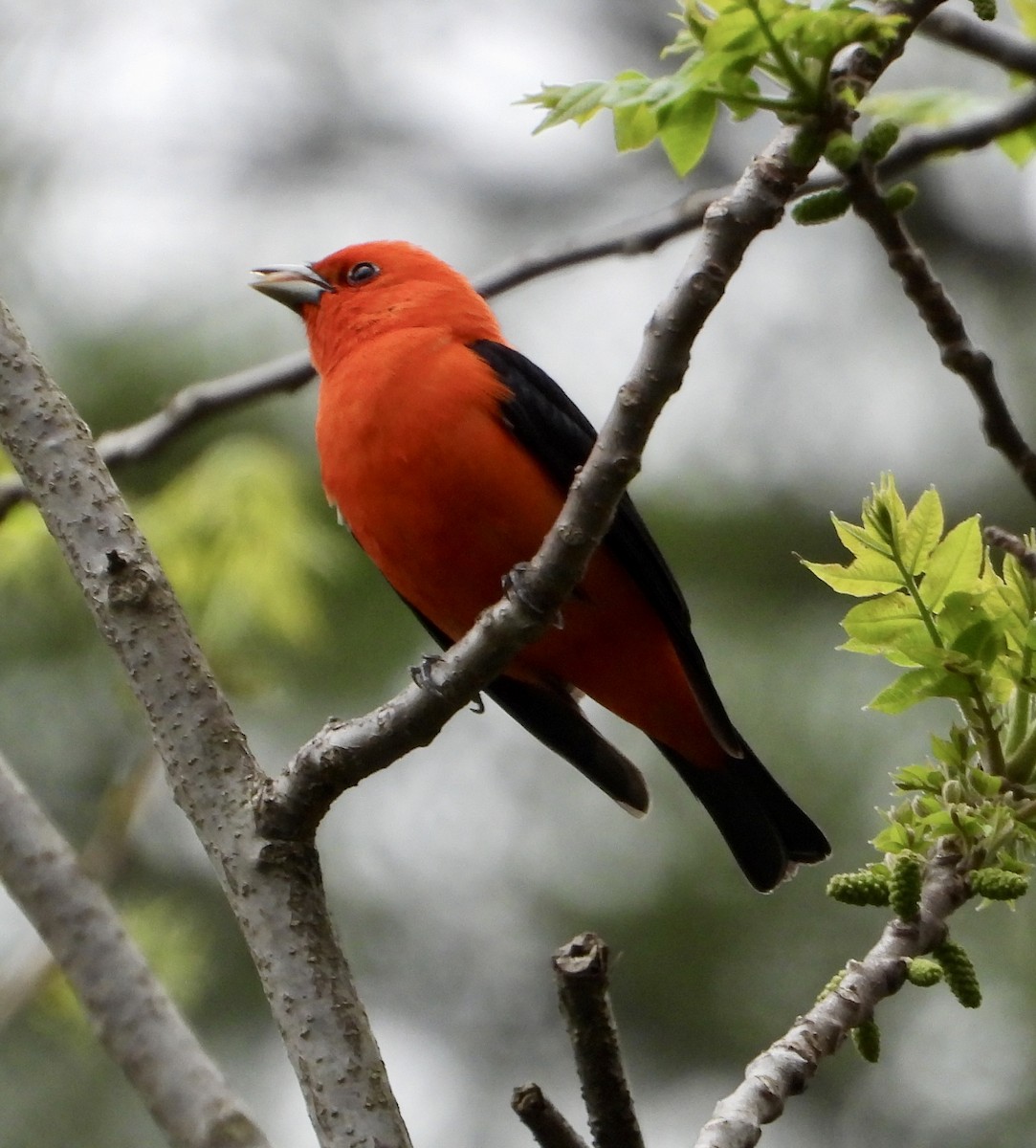 Scarlet Tanager - ML618760696