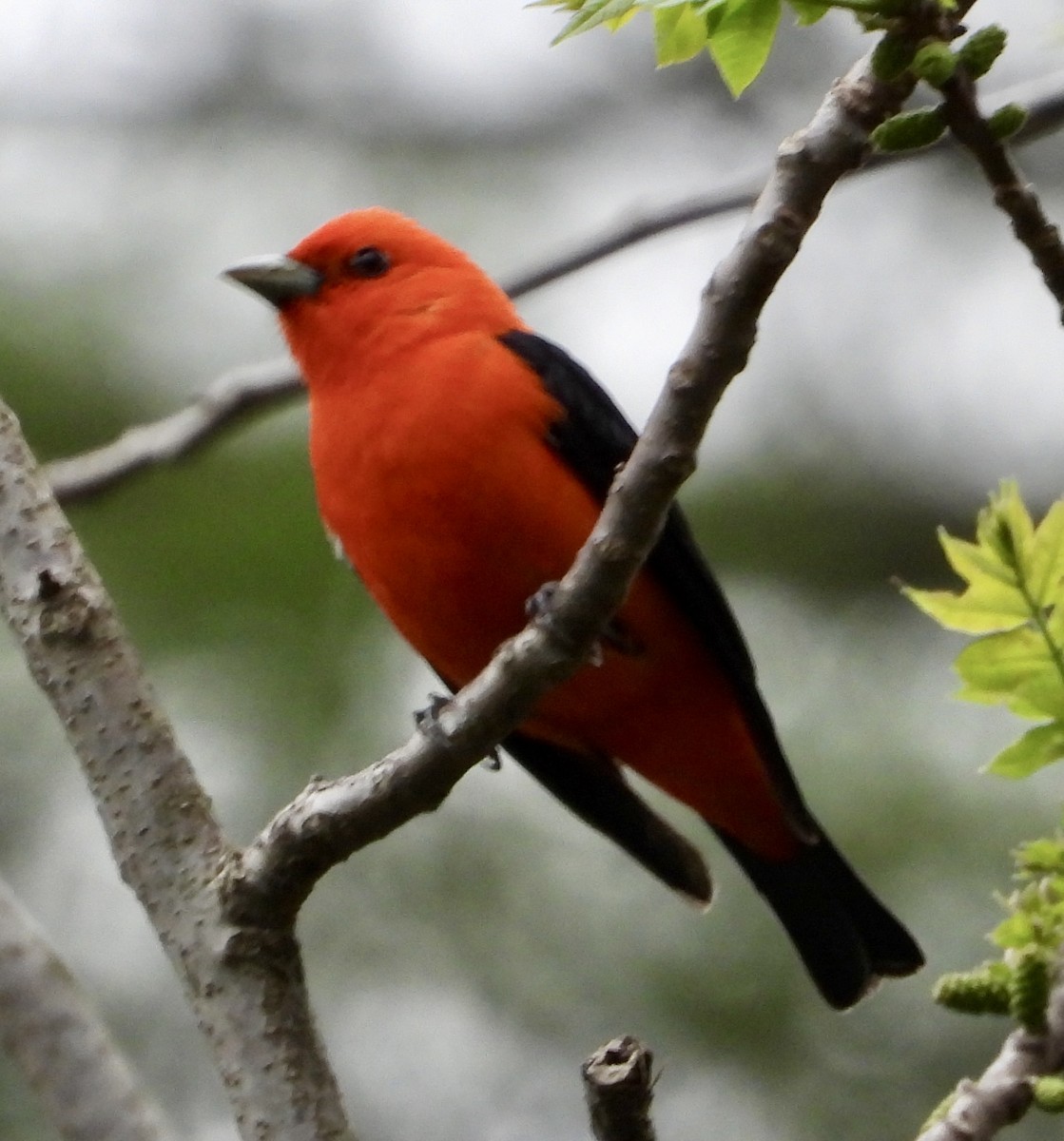 Scarlet Tanager - ML618760697