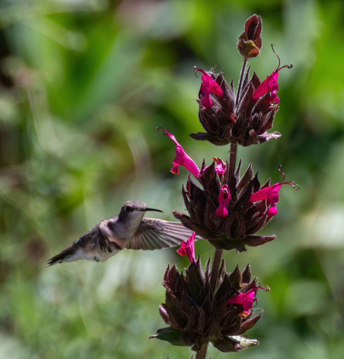 Black-chinned Hummingbird - ML618760723