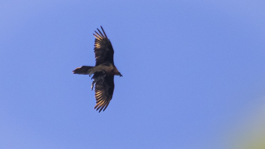 Bearded Vulture - ML618760735