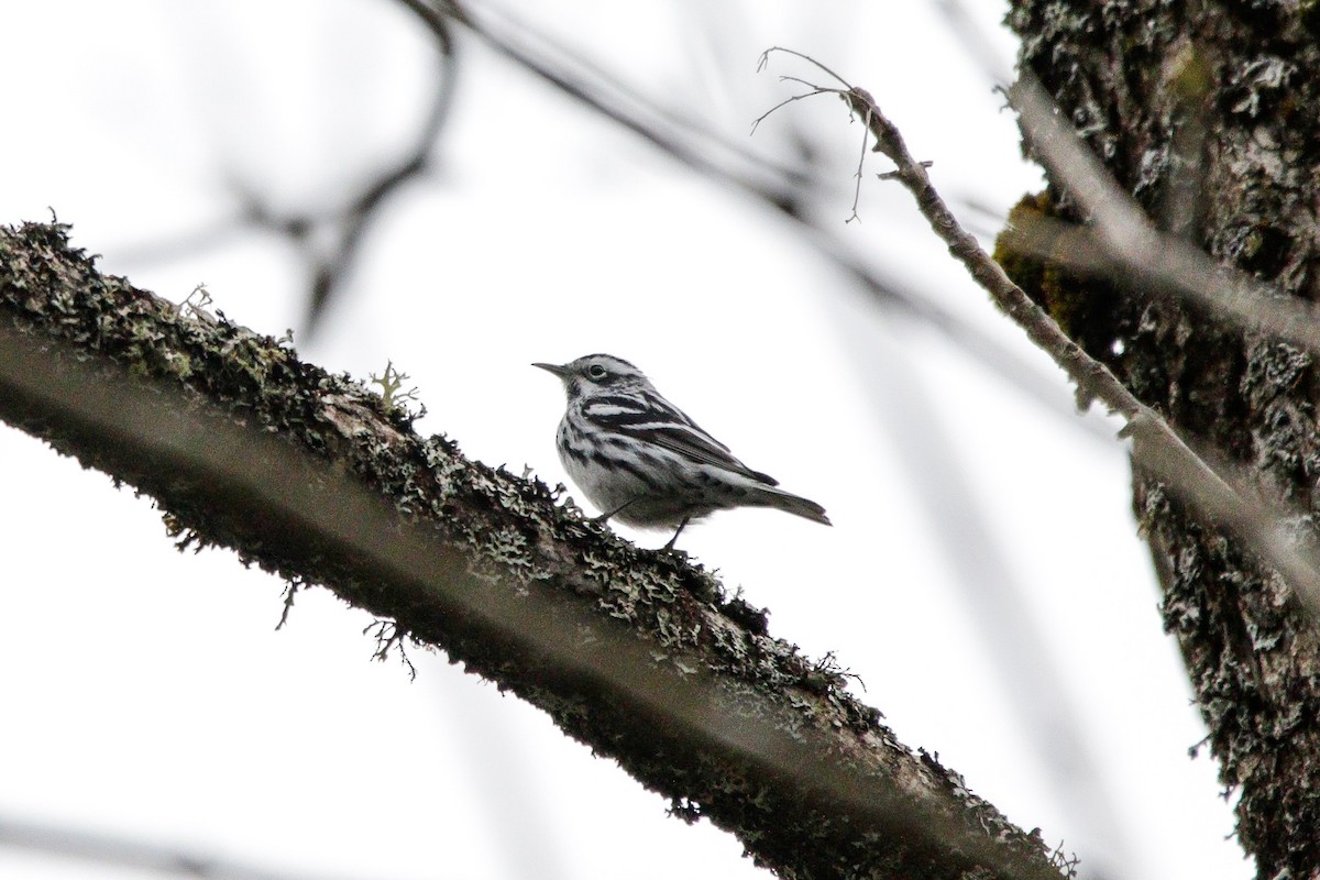 Black-and-white Warbler - ML618760747