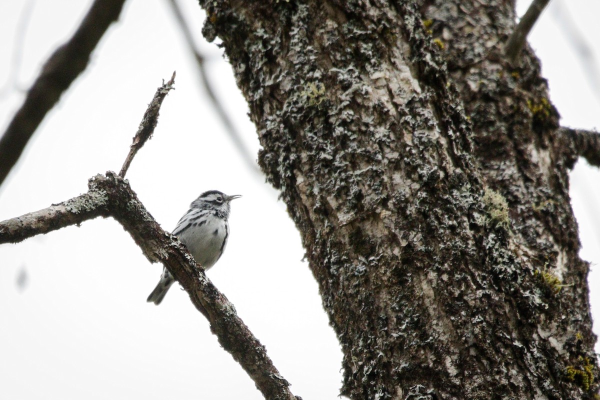 Black-and-white Warbler - ML618760748