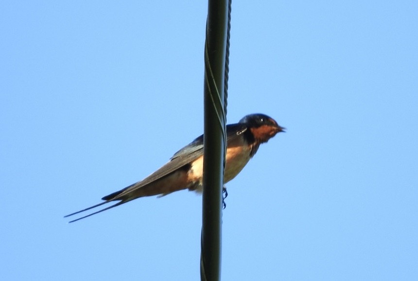 Barn Swallow - ML618760752