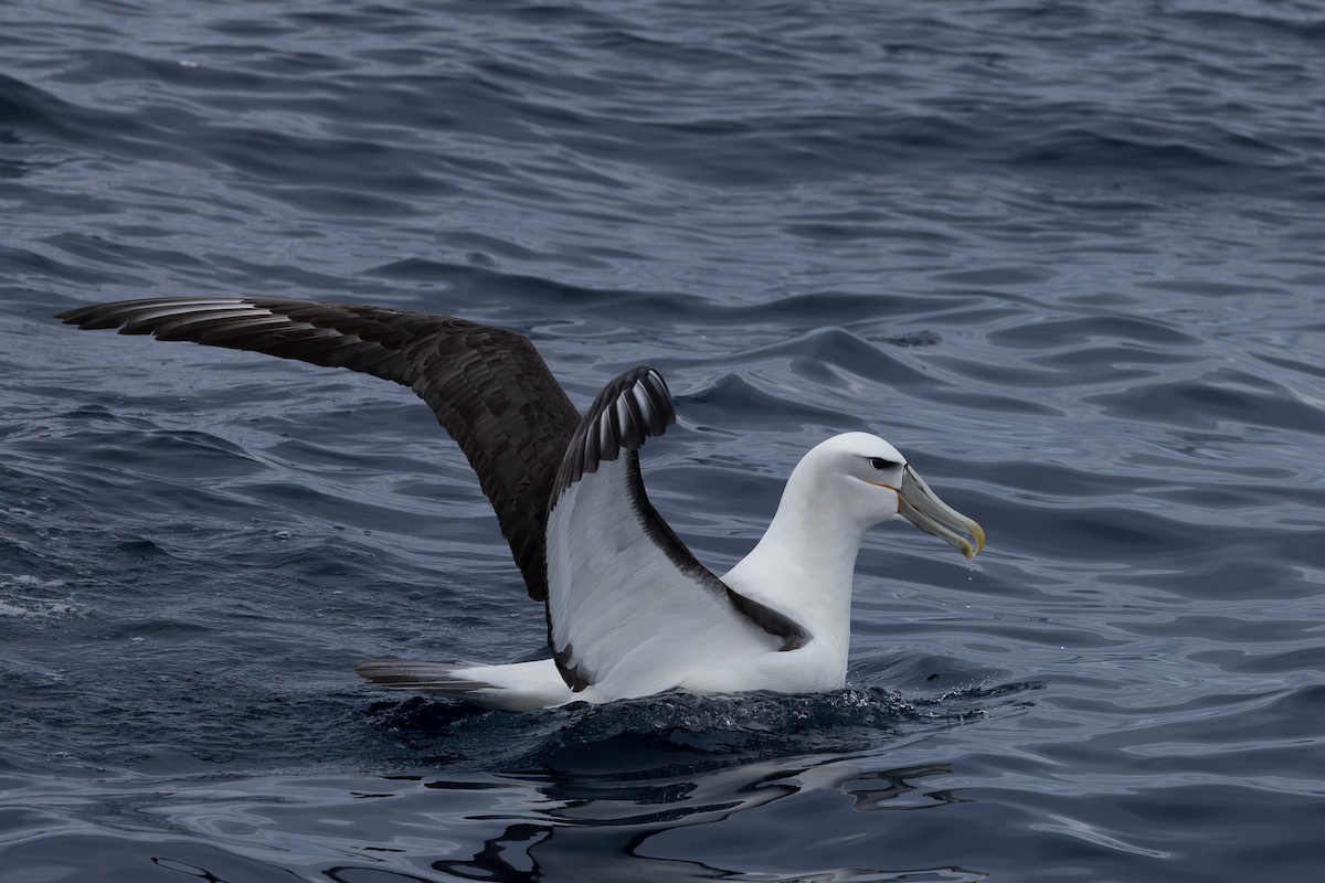 Albatros à cape blanche - ML618760756