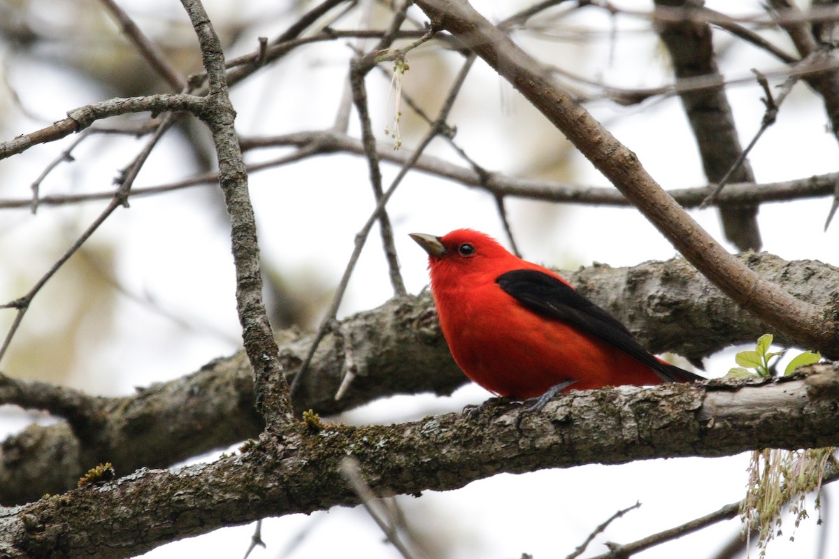 Scarlet Tanager - ML618760757