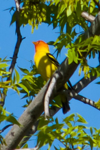 Western Tanager - ML618760769