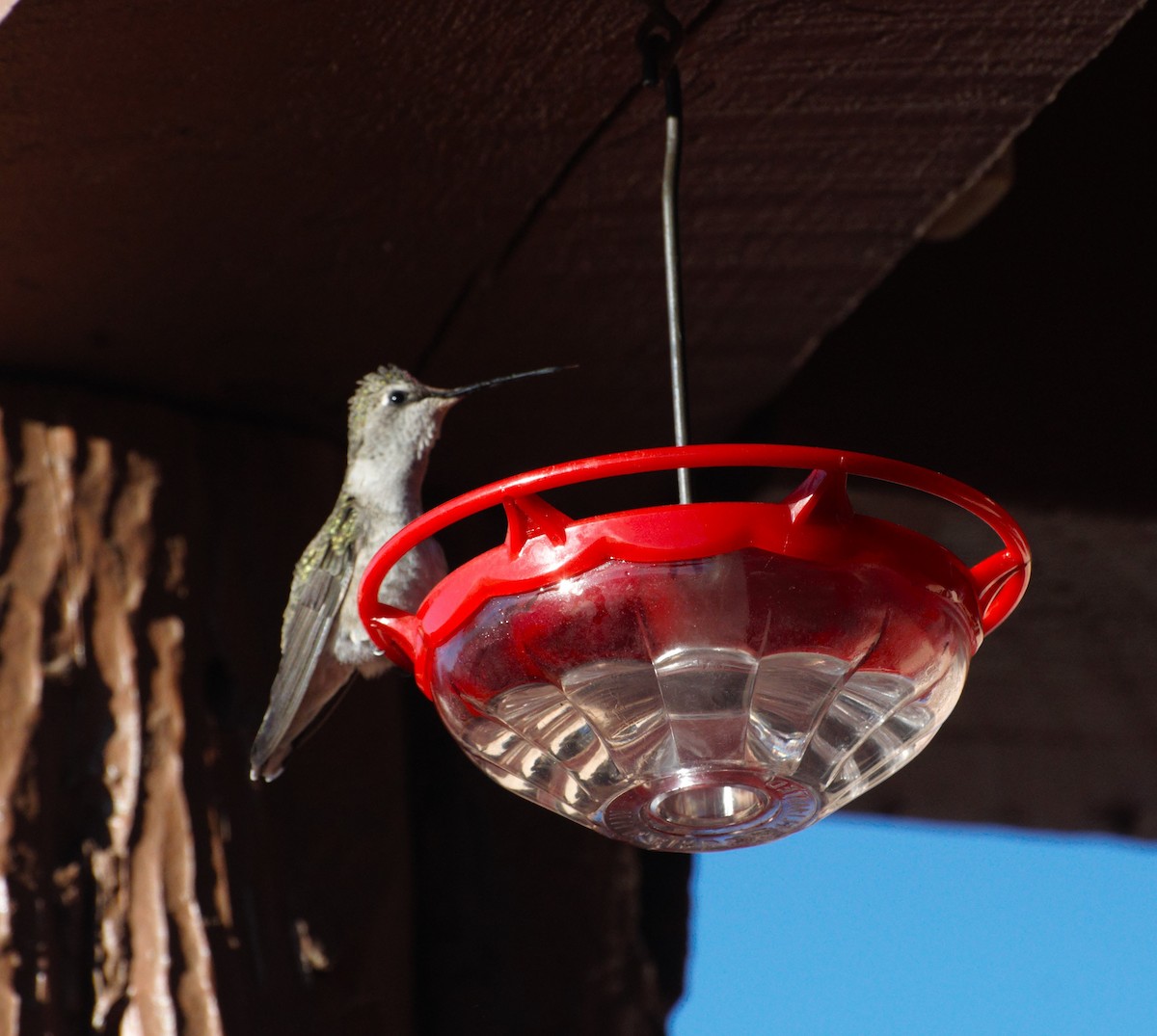 Black-chinned Hummingbird - ML618760776
