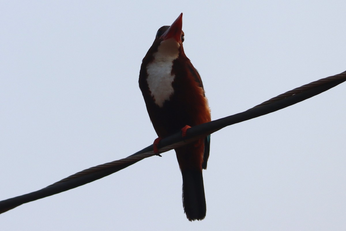 White-throated Kingfisher - Ajay Sarvagnam
