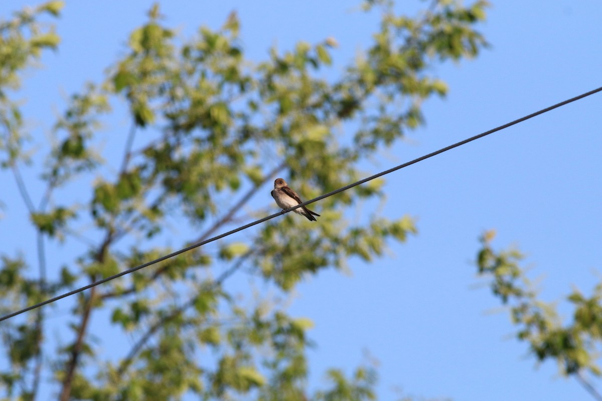 Northern Rough-winged Swallow - ML618760807