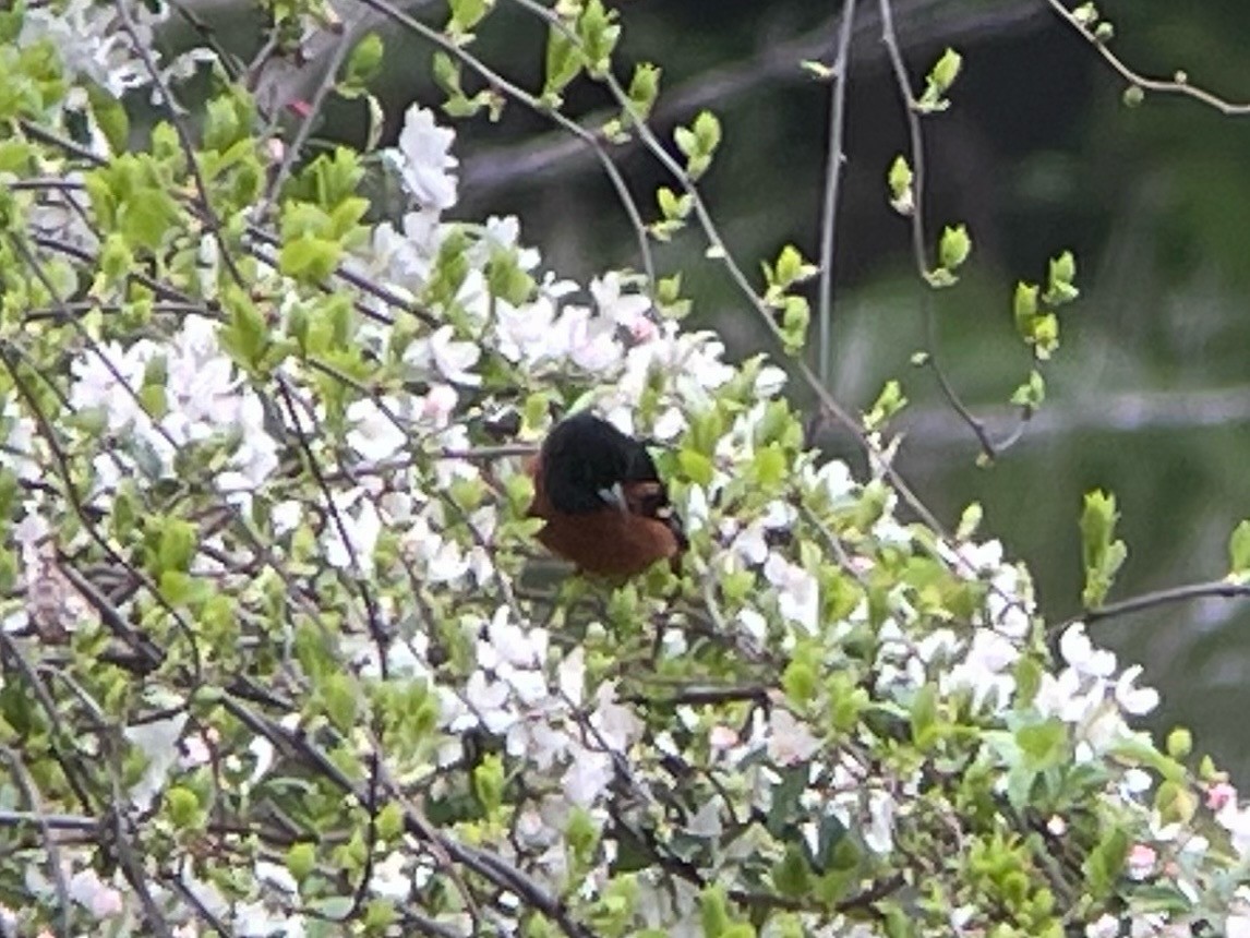Orchard Oriole - ML618760833