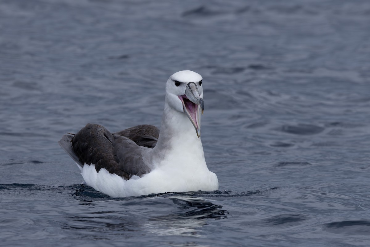 albatros šelfový - ML618760839