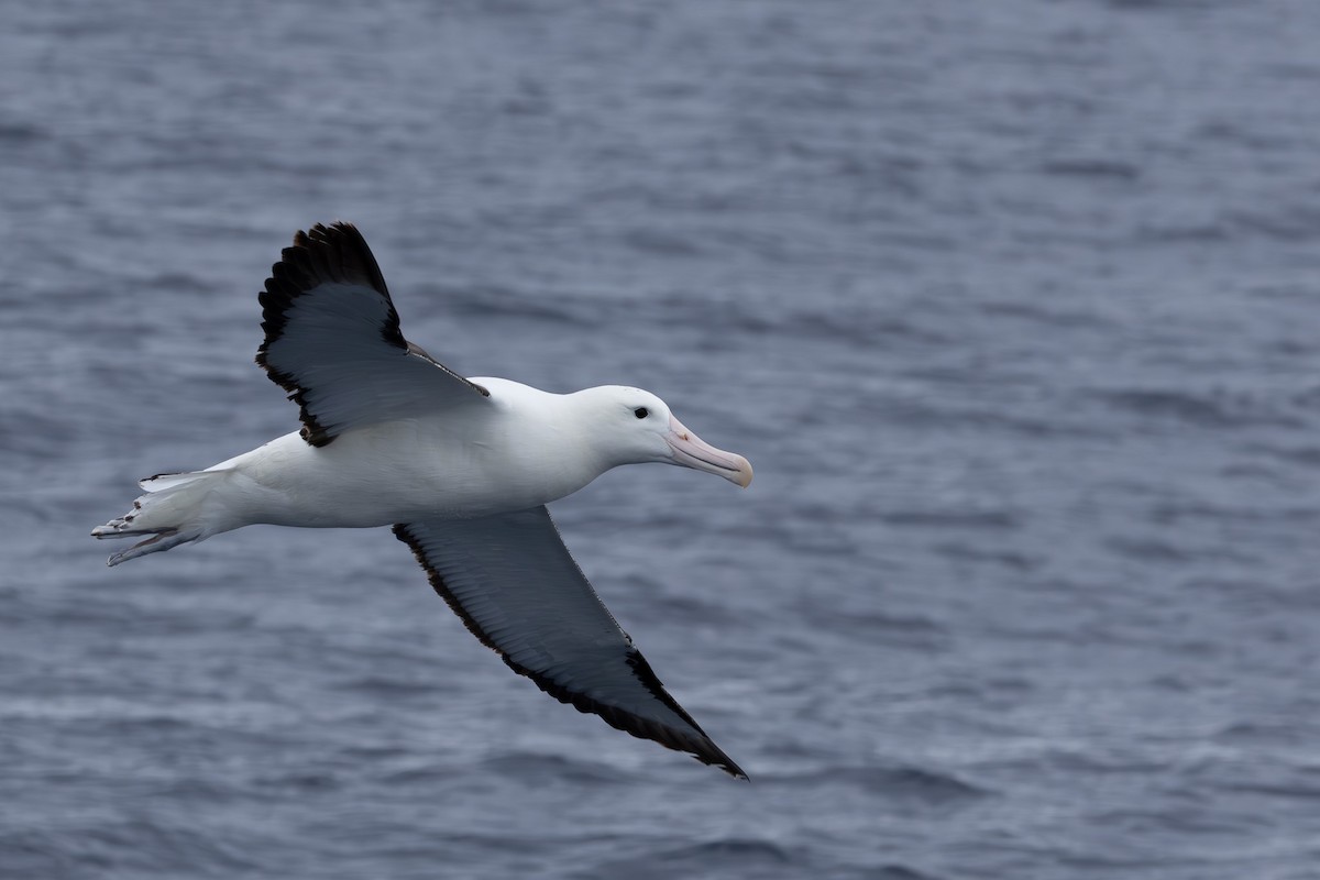 Northern Royal Albatross - ML618760848