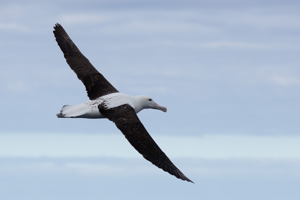 Northern Royal Albatross - ML618760849