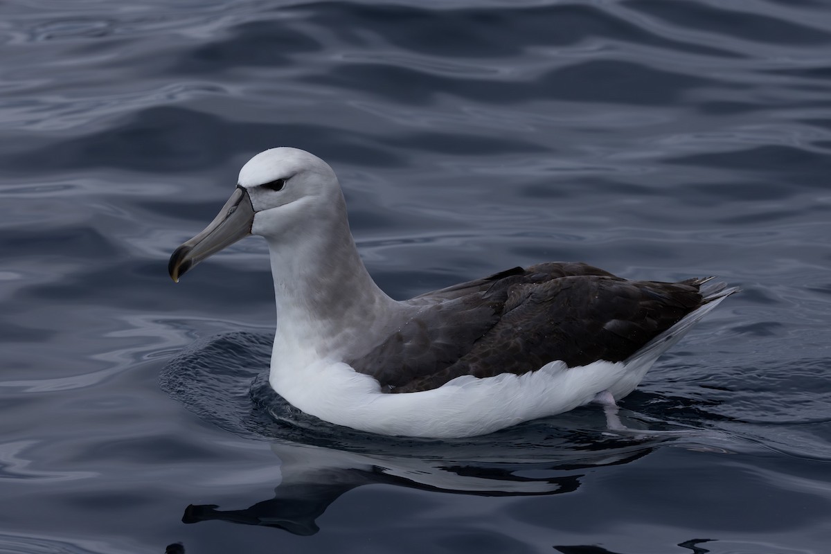 albatros šelfový - ML618760862
