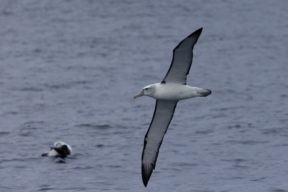 White-capped Albatross - ML618760865
