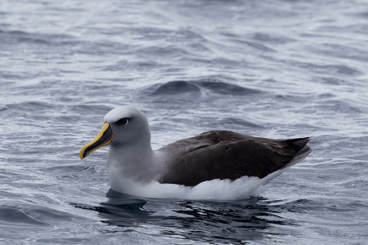 albatros Bullerův - ML618760874