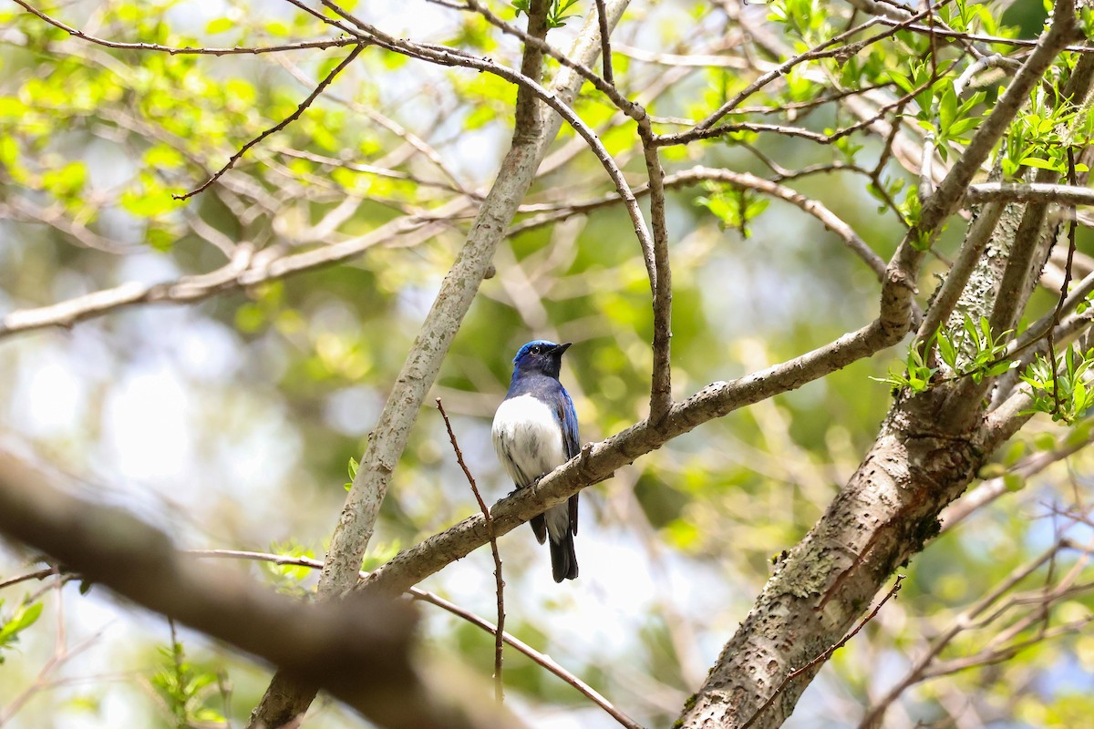 Blue-and-white Flycatcher - ML618760900