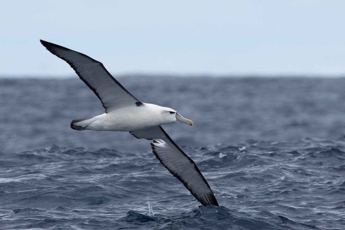 White-capped Albatross - ML618760943