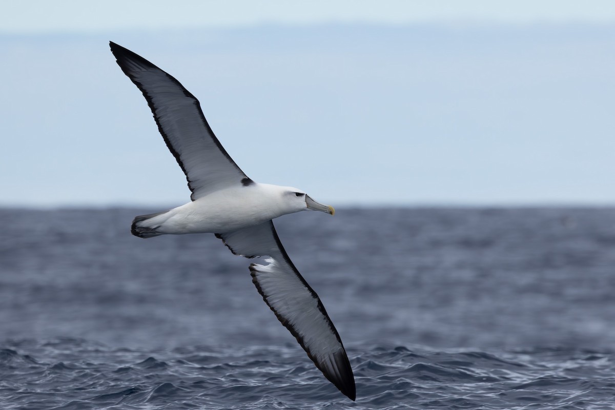 albatros šelfový - ML618760946