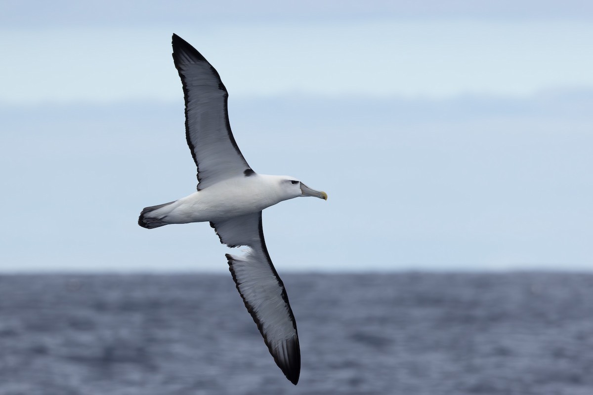 White-capped Albatross - ML618760948