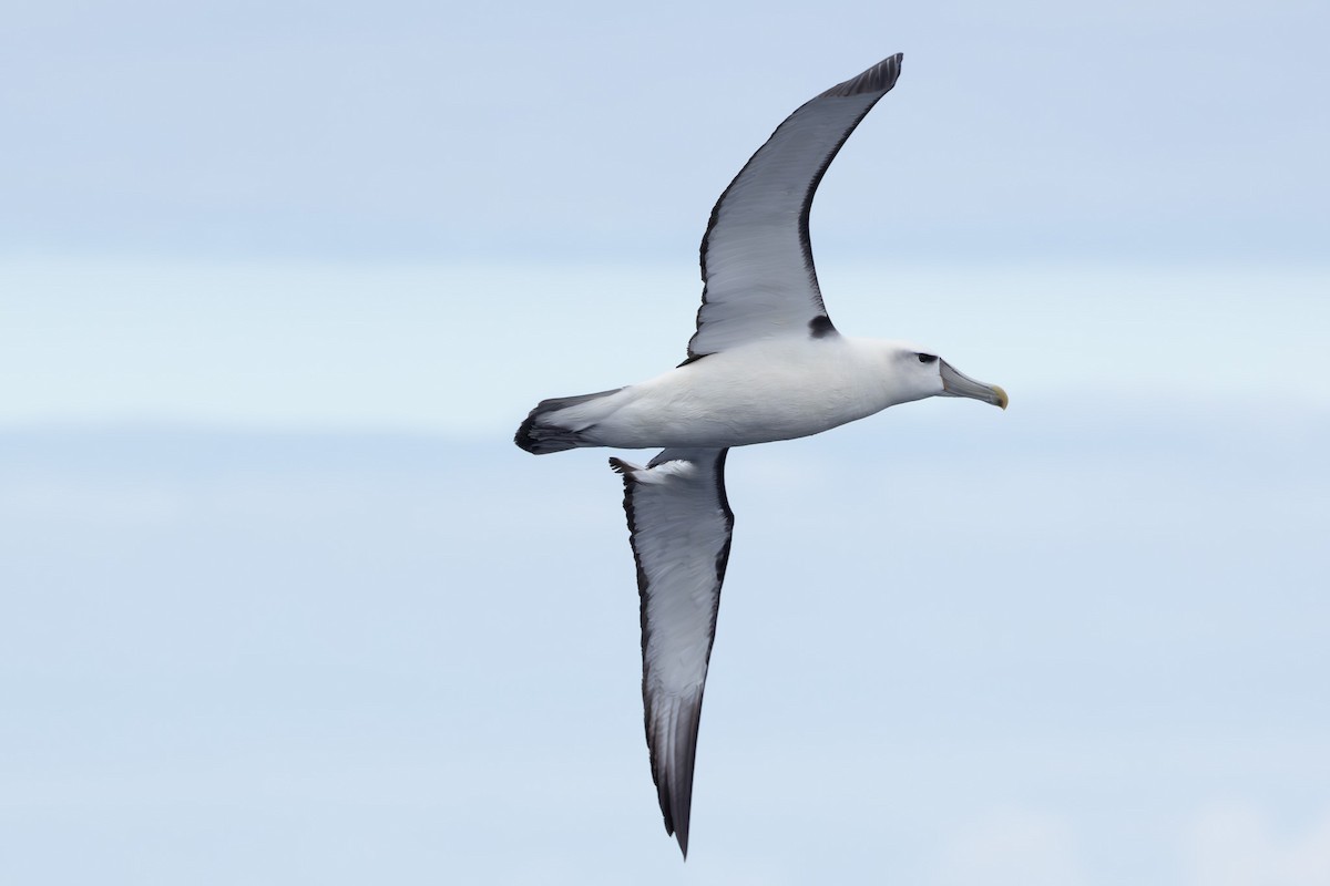 White-capped Albatross - ML618760951