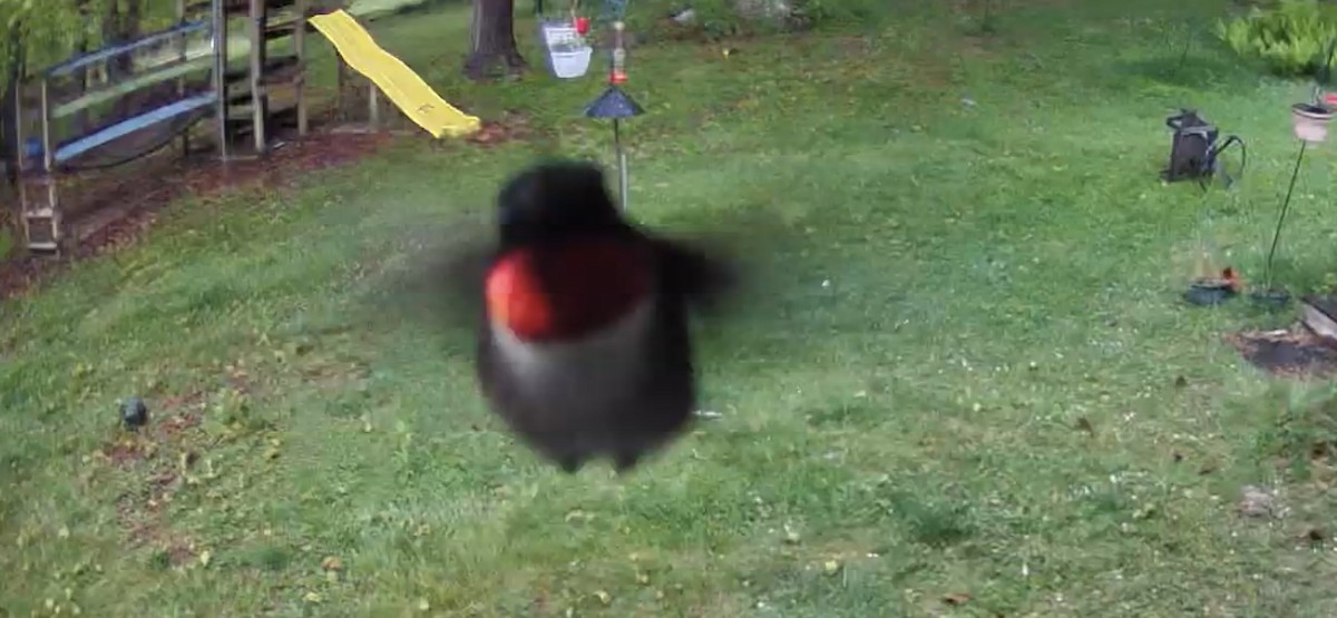 Ruby-throated Hummingbird - ML618760952