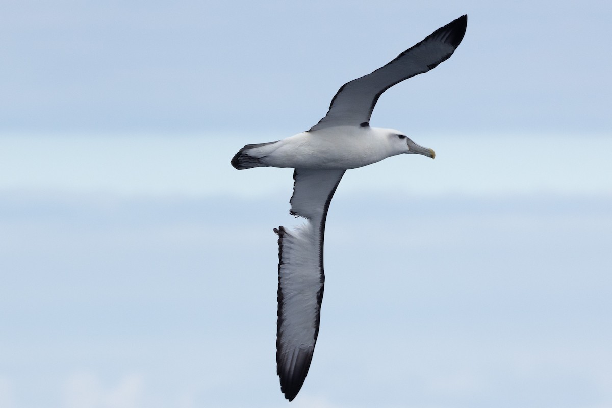 albatros šelfový - ML618760953