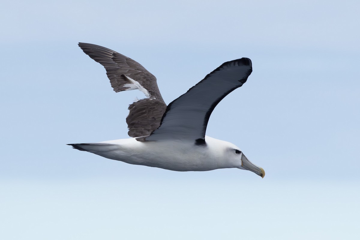albatros šelfový - ML618760954