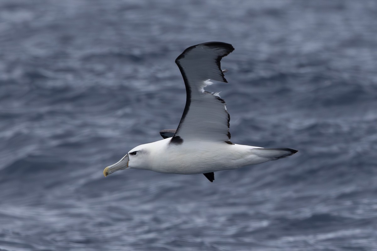 White-capped Albatross - ML618760956