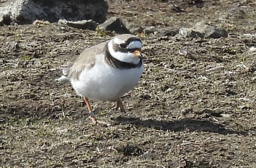 Common Ringed Plover - ML618760996