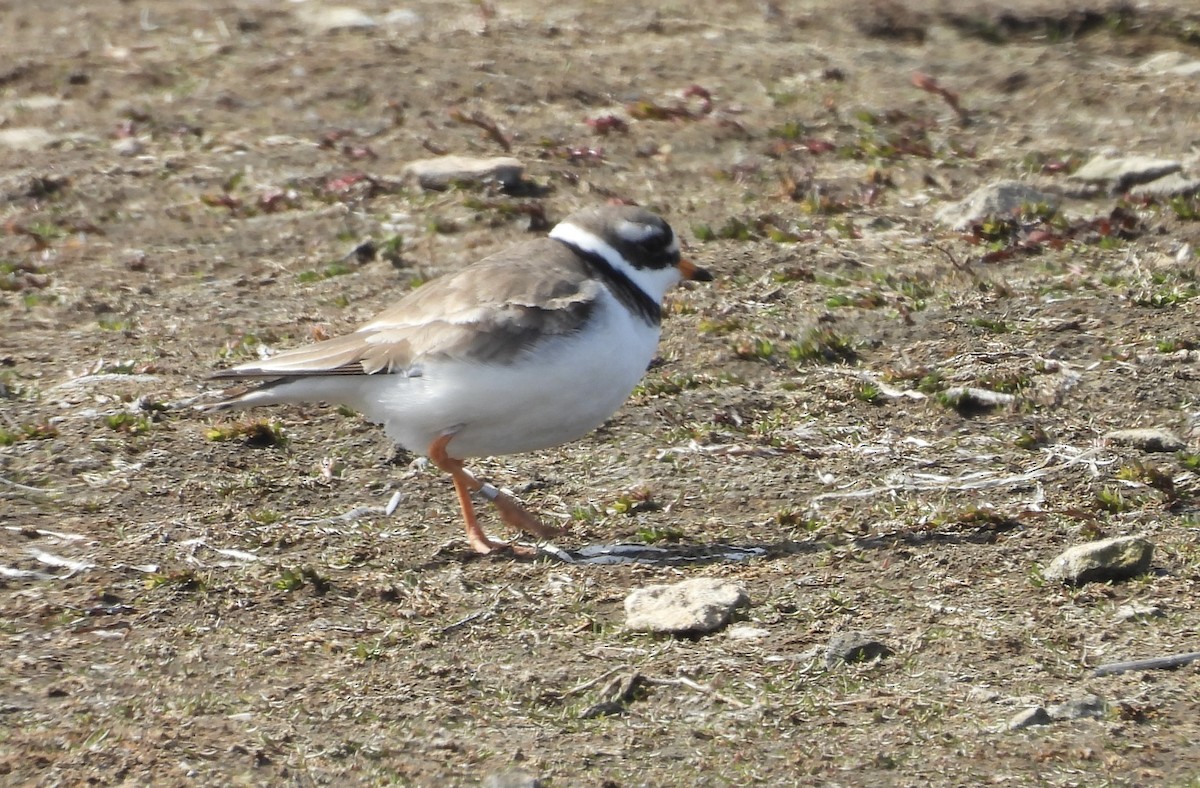 Common Ringed Plover - ML618760997