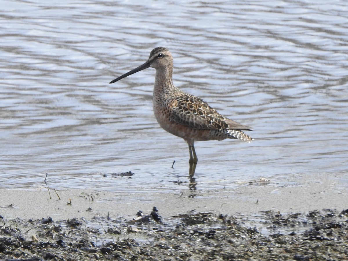Long-billed Dowitcher - ML618761002