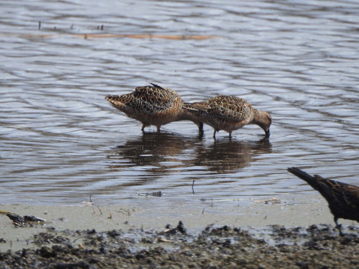 Long-billed Dowitcher - ML618761004